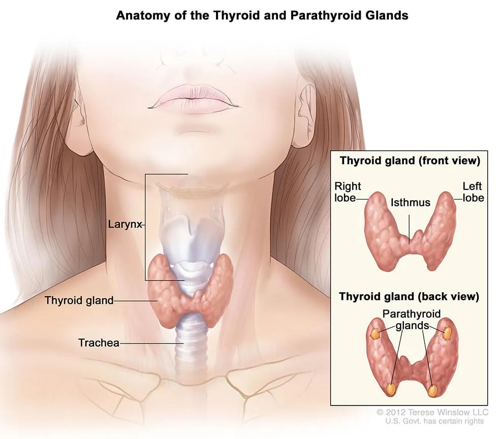 Thyroid and parathyroid gland